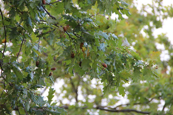 Радик Гайнутдинов