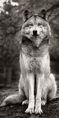 Роман Волошин