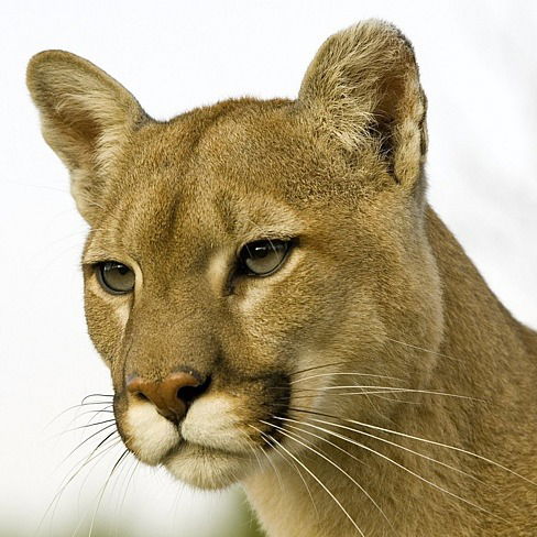 Наталья Васянина