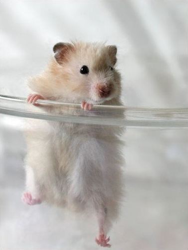 Альбина Ажигулова