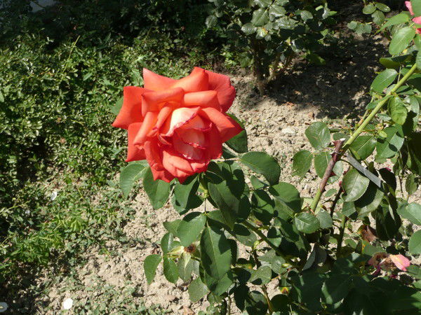 Ира Рожкова