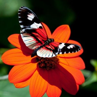 Кристина Дедяйкина