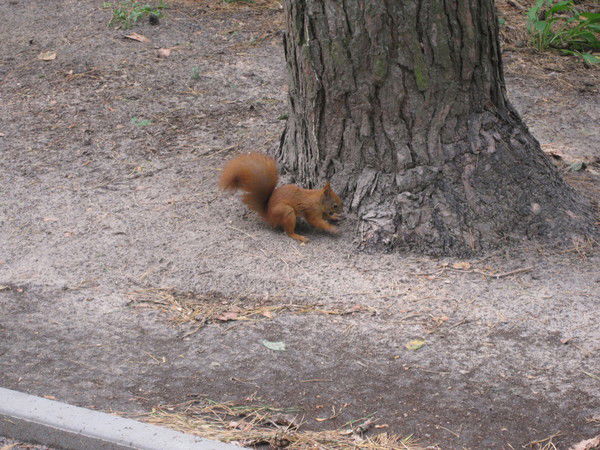 Миша Бухенский