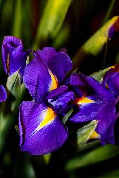 Ольга Косова