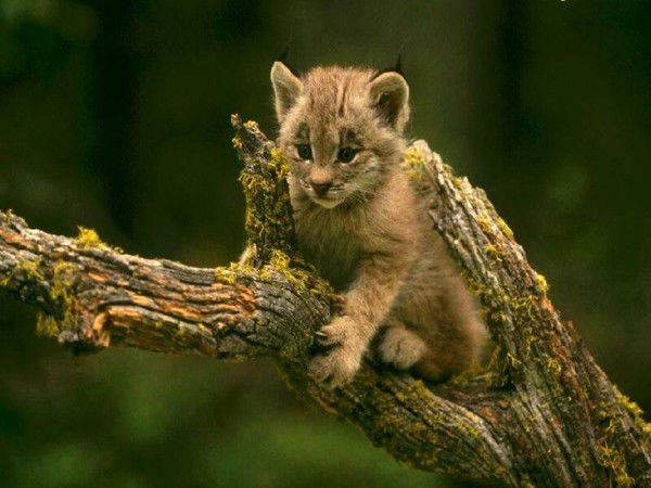 Юлия Сергеевна