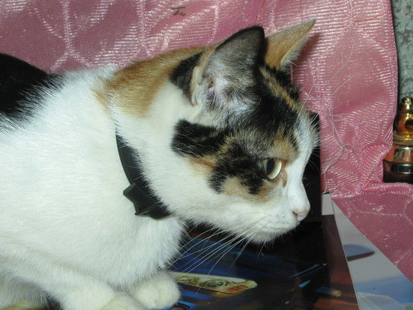 Женевьева Иванчикова