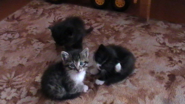 Гриша Писковец