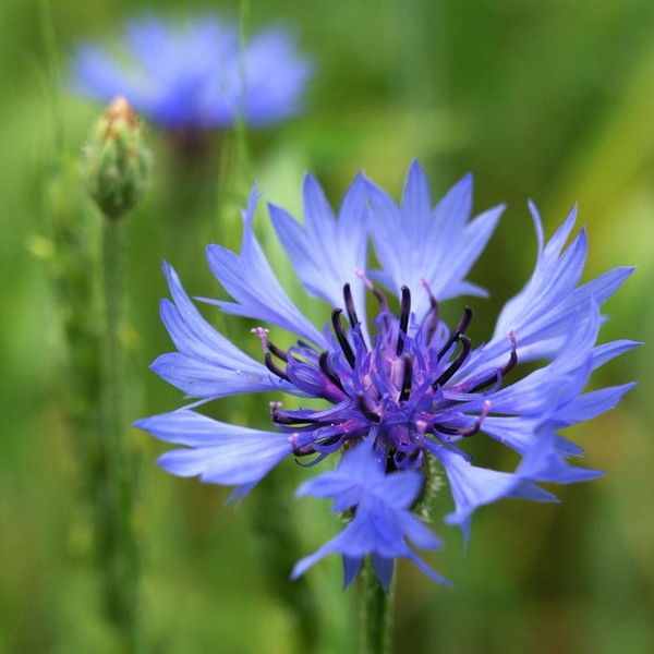 Галина Смирнова