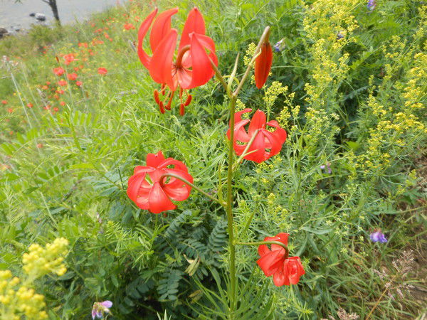 Элеонора Ильченко