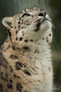 Онфим Бутов