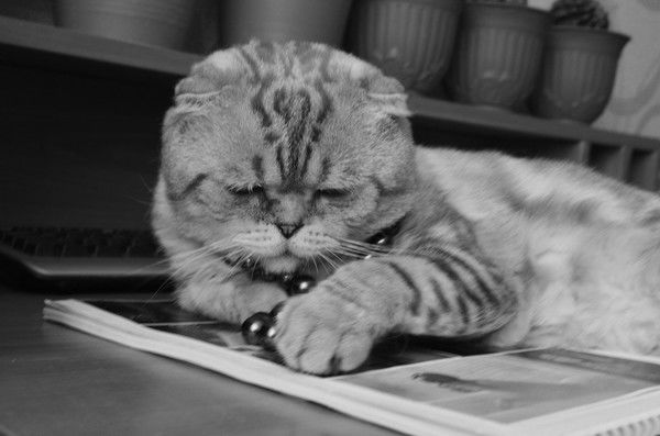 Елена Рыжикова