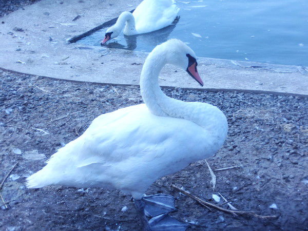 Вера Ливчук (Яковлева)