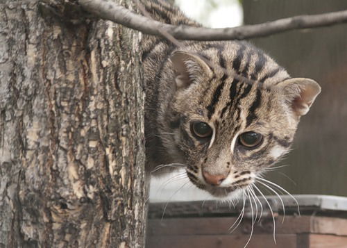 Евгения Поленова