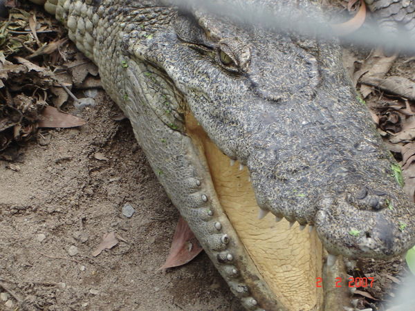 Митрон Митронов