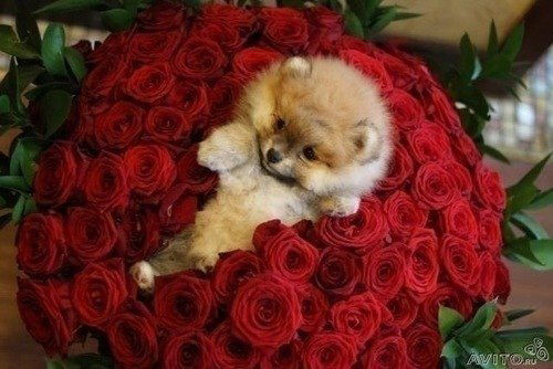 Трейси Шевалье