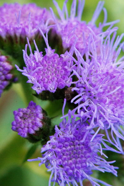 Галина Красикова