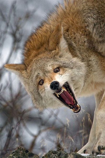 Алекс Кулик