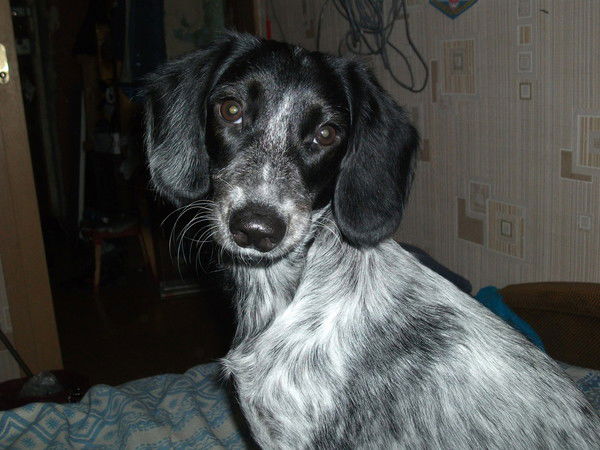 Яна Дворецкая