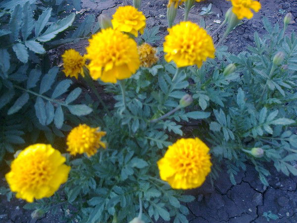 Ольга Суворова