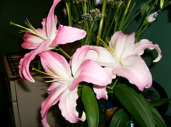 Виктория Щепотьева