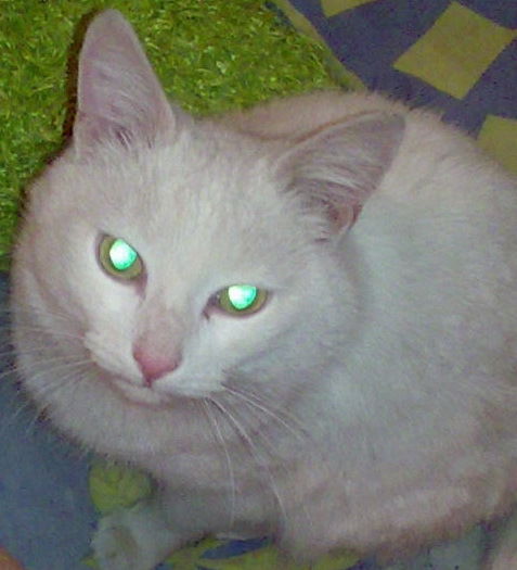 Техническая Поддержка