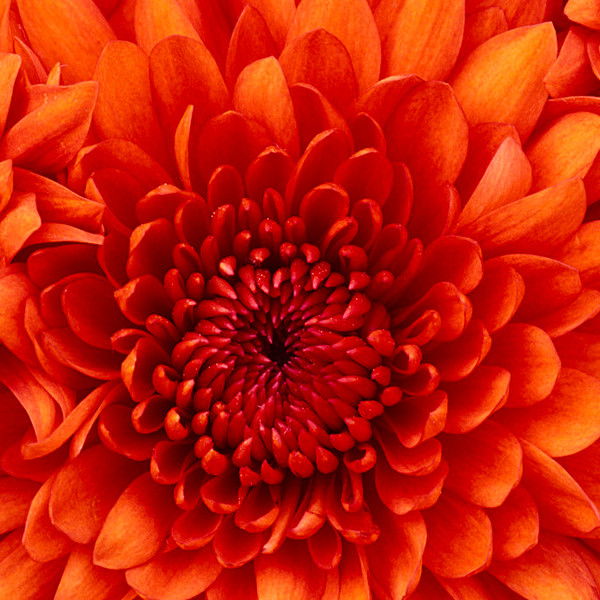 Екатерина Безрукова