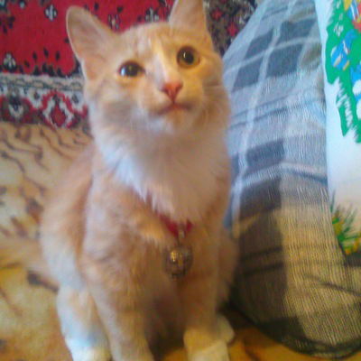 Сергей Сергиенко