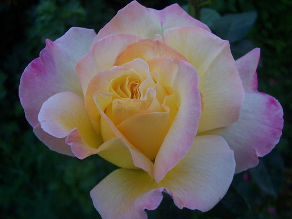 Светлана Ересько