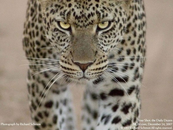 Алексей Махалин