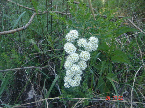 Анна Краснова