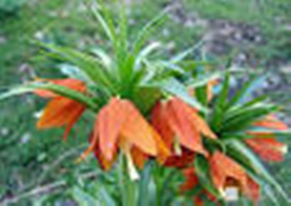 Айгул Мусаева