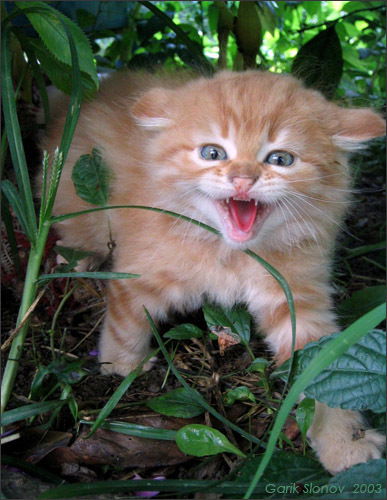 Елена Михайлова