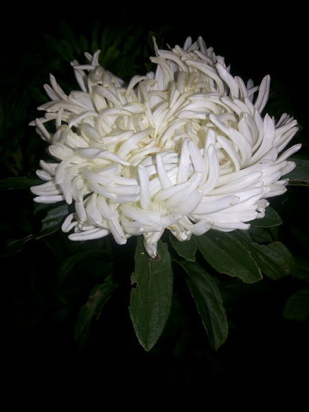 Наталья Цыганкова