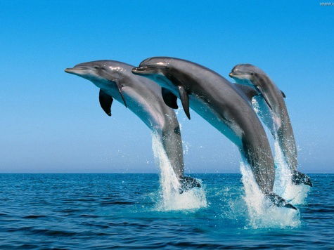 Шынар Абилькиясова