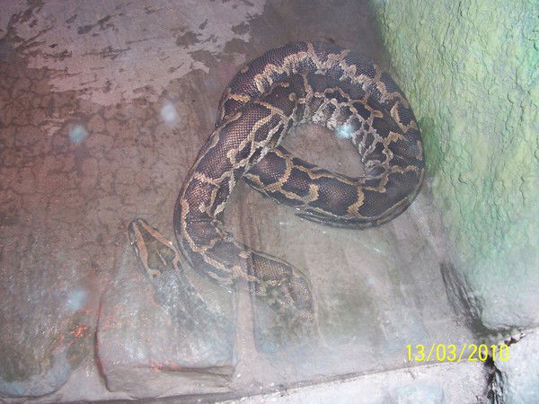 Елена Трандина