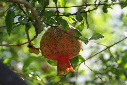 Ирина Галкина