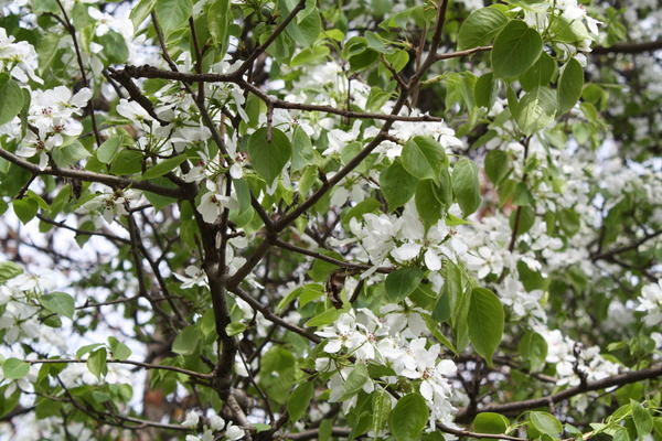 Людмила Брянская