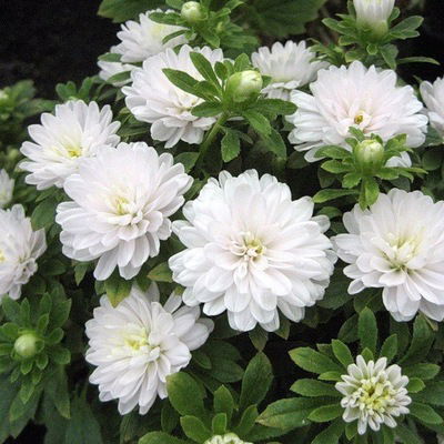 Илона Абулхаирова-Ласточкина