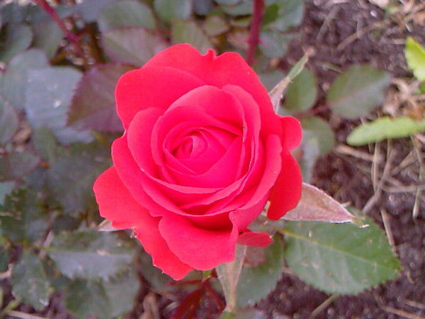 Людмила Шинкарёва