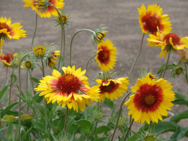 Гу Уфнии Гб Н Рб Гу Уфнии Гб Н Рб