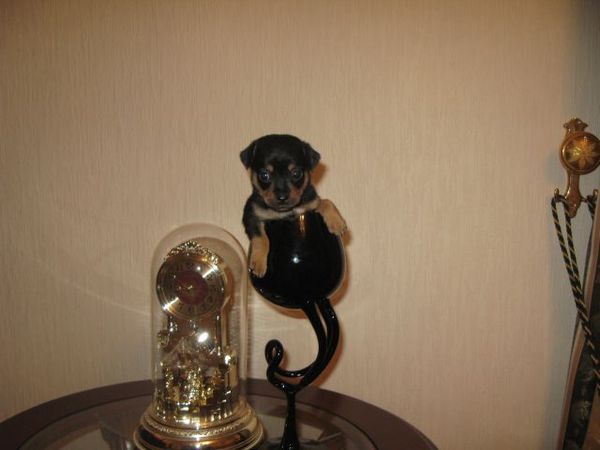 Юлия Ковалинская