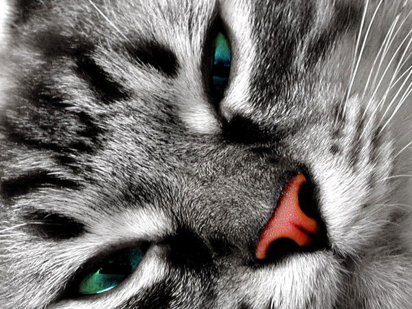 Елена Ковбаса