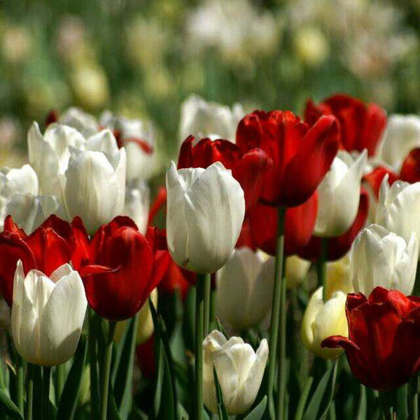 Гульфира Нурушева