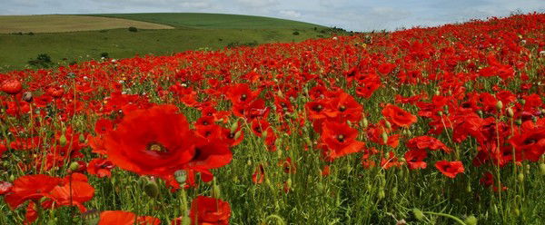 Алима Тешебаева