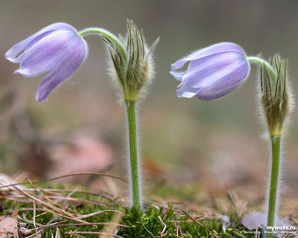Анна Сарачева