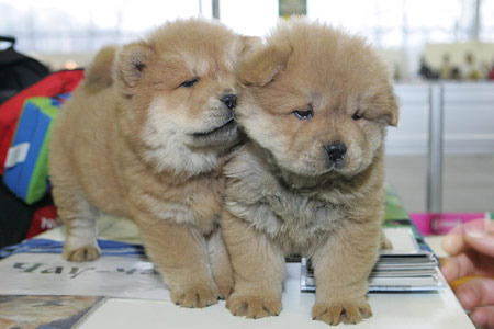 Наталья Нимченко