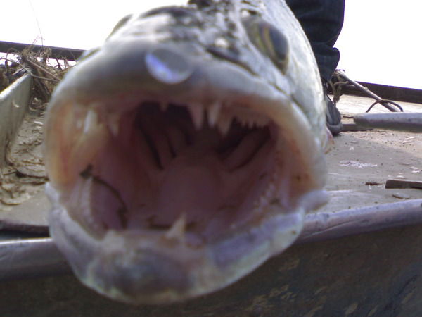 Константин Сахаров