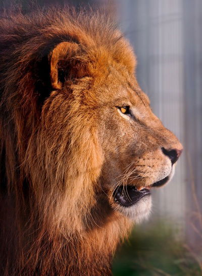 Даниил Андреев