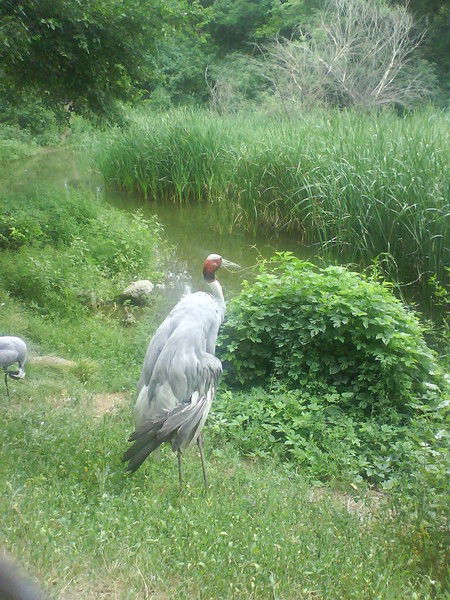 Елена Мизина