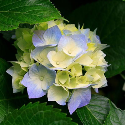 Лиза Рыбакова